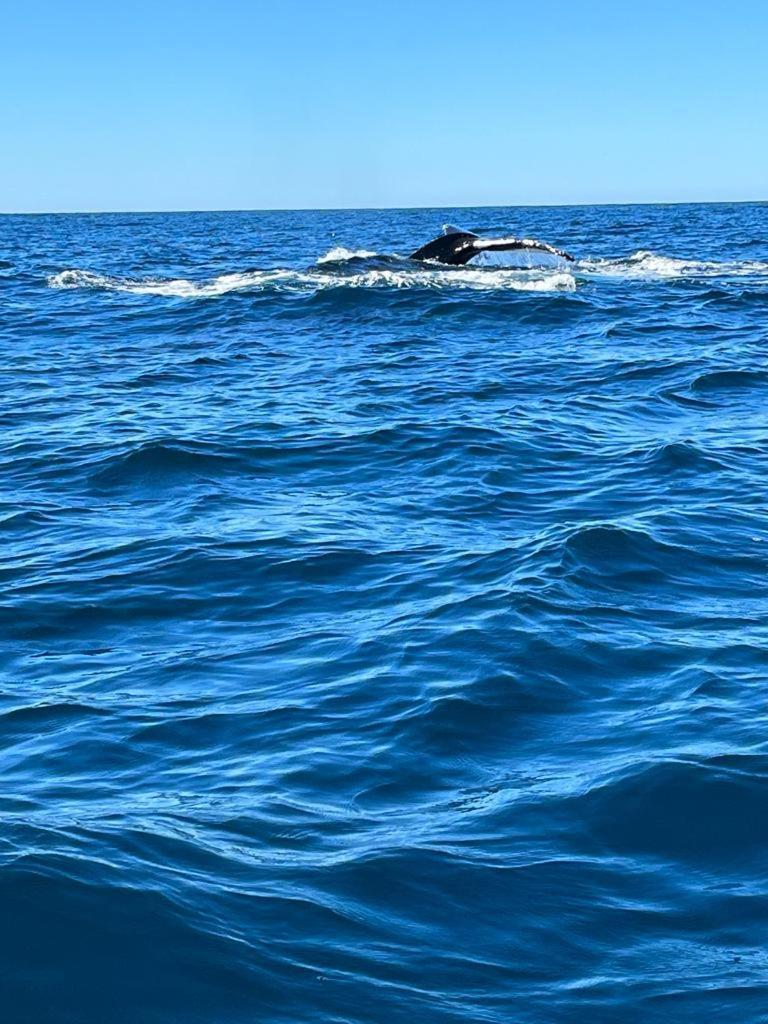 Hotel- Whale Tours And Sport Fishing Vista Mag-Bay Puerto San Carlos Esterno foto