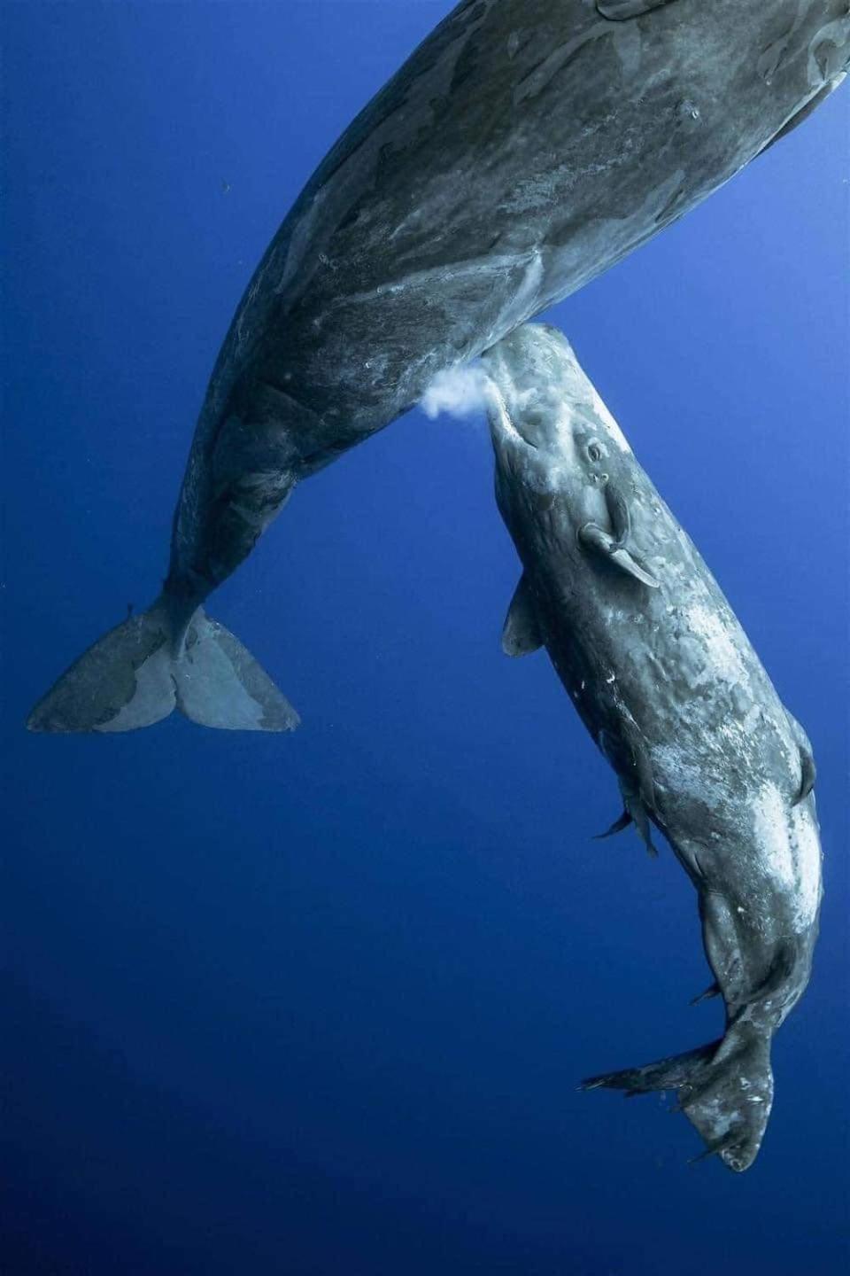 Hotel- Whale Tours And Sport Fishing Vista Mag-Bay Puerto San Carlos Esterno foto